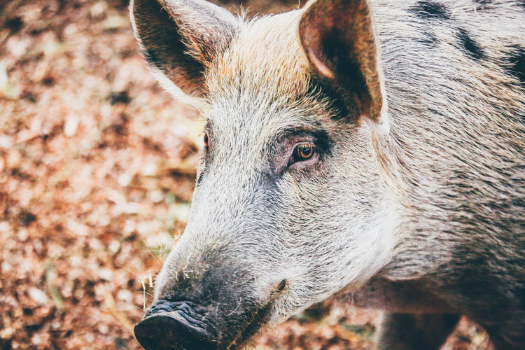 African Swine fever looms over the world wide pork industry. 